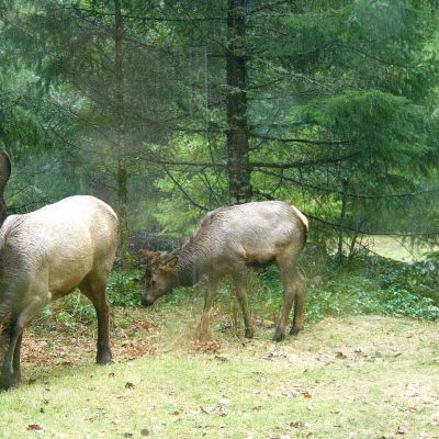 Family of elk grazing on grass amidst evergreen trees