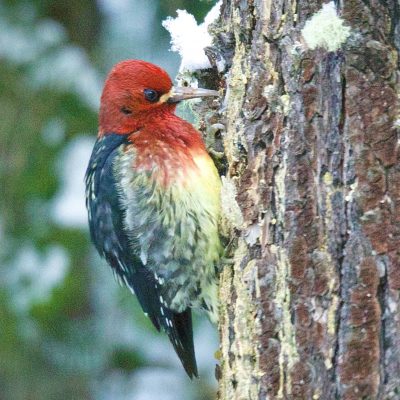 Red-breasted sapsucker bird with red head and yellow belly on side of evergreen tree trunk
